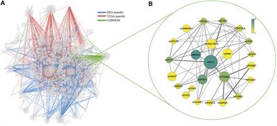 Differential Interactome Based Drug Repositioning Unraveled Abacavir, Exemestane, Nortriptyline Hydrochloride, and Tolcapone as Potential Therapeutics for Colorectal Cancers